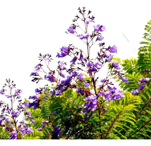 Jacarandá Mimosifolia Árbol Nativo Argentino 0