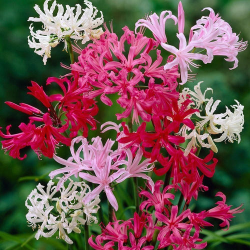 Bulbos De Nerine T14 X1 Bulbo Color Surtido Bulbo De Holanda 0