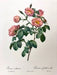 Rosa Mollissima - Redouté Flores Botánica - Lámina 45x30 Cm. 1