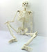 Educational Material - Mini Skeleton 85cm in Height 2