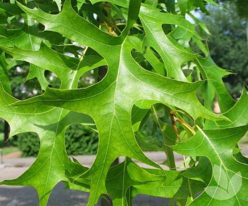 Quercus Palustris (roble De Los Pantanos) ! 5