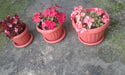 Ideal Planters for Floral Plants and Cacti Pack of 5 Units 1