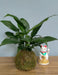 Planta Kokedama Spathiphyllum 1