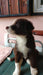 Cachorros Border Collie Chocolate: Purebred Parents on Display 0