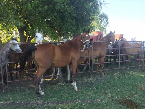 Yaguas Árabes Y Padrillos 4