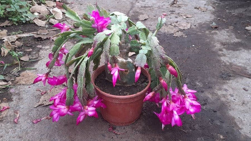 Schlumbergera Truncata (Santa Teresita) M16 1