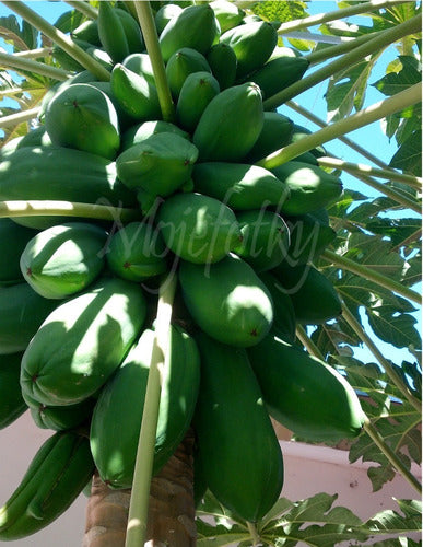 Carica Papaya Mamon, Papaya - Green Fruit 1