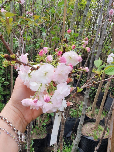 Cerezo Sakura Japonés 2.20m De 5 Años Z/floresta 2