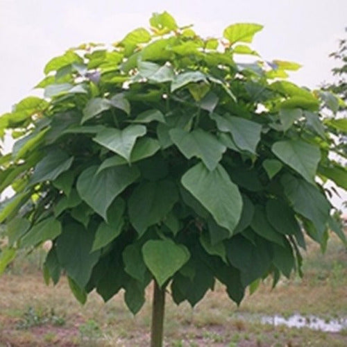 Arbol Catalpa Sombra - Hermoso - E.caba Y Gba 2