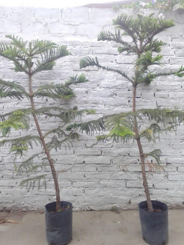 Yuyos Espacios Verdes Araucaria Excelsa (25off En) Tree 15lts 7