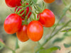 Plantin De Tomate Cherry De Alta Producción  Huerta Orgánica 5