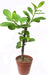 Synadenium Grantii Hook Planta De La Vida Lechero + De 60 Cm 2