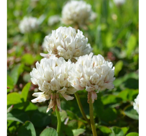 100 Dutch White Clover Seeds - Imported Flower 0