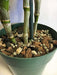 Waldor Orchids Multi-Purpose Orchid Pot Mix 7 3