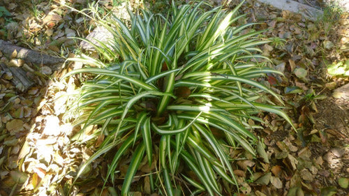 Chlorophytum Comosum, Lazo De Amor, Malamadre (x3) 1