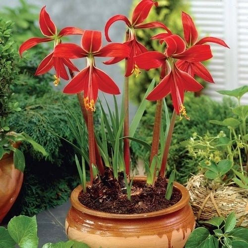 Bulbin Bulbos De Flor De Lis - Sprekelia Formossisima X 1 Bulbo 3