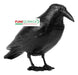 Raven Plastic Crow Bird Repellent 0