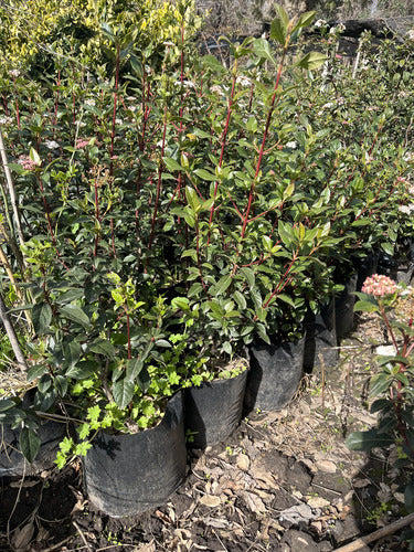 Laurentino Cerco Vivo Envío Variedad D Tamaños Huella Jardin 4