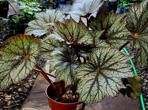 Begonia Rex (Pink or Silver) 5