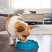 Outward Hound Fun Feeder Bowl for Preventing Canine Bloat 5