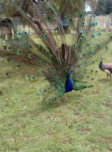 Plumas De Pavo Real 0