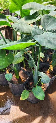 Alocasias, Colocasias, Xanthosomas ! Oreja De Elefante 5