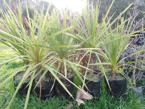 Dracena Invidisa, Para Interior O Exterior 1