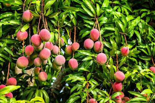 Grafted Mango Tree 3