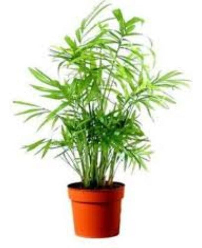 Chamaedorea Palm with Pyramid Pot - Beautiful - Free Delivery CABA and GBA 0