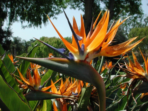 Strelitzia Reginae , Flor Del Pájaro O Ave Del Paraíso 2