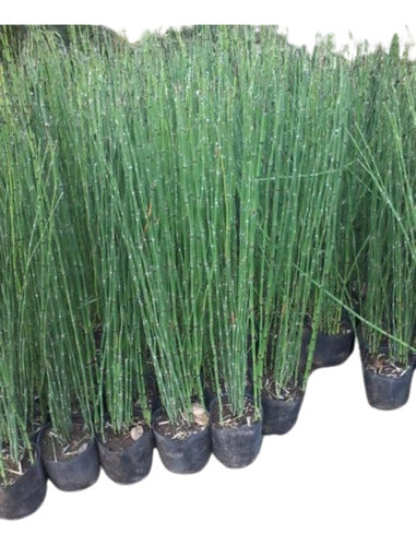 Ohana Arte Natural Equisetum Cola De Caballo Envase De 4 Litros 0