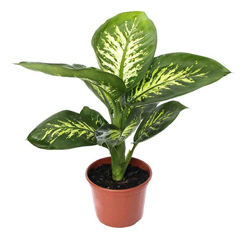 Dieffenbachia Tropic Snow P17 0