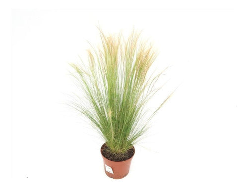 Deyeuxia Viridiflavescens (Pasto Plateado) Consultar! 0