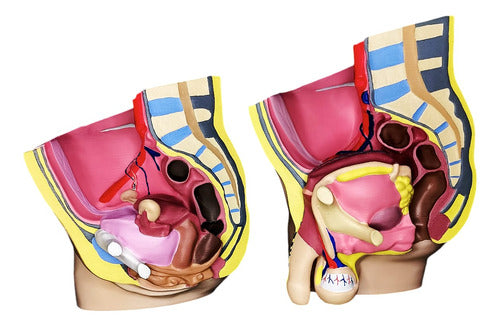 Corte Sagital De Pelvis 0