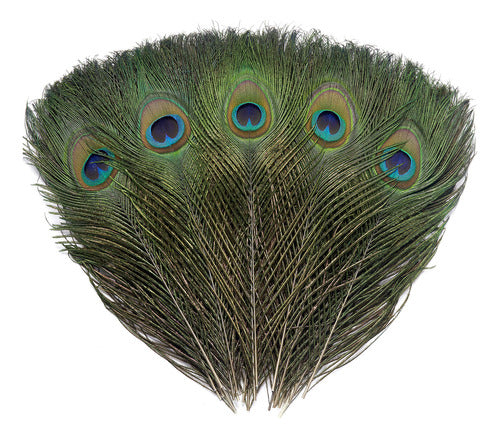 36 Plumas De Ojo De Pavo Real Naturales Reales De 10 A 12 Pu 0