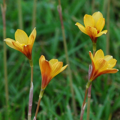 Cebolla De La Zorra Habranthus Tubispathus Nativa Bulbosa 1