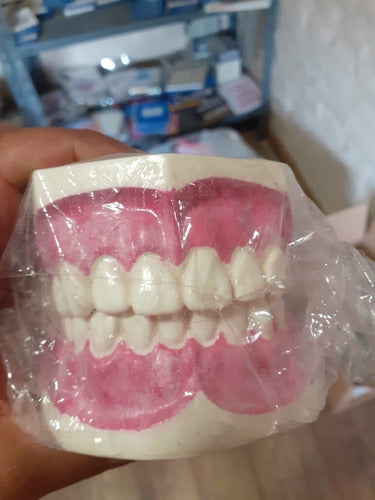 Prodent Fixed Dental Model for Teaching Brushing 2