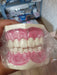 Prodent Fixed Dental Model for Teaching Brushing 2