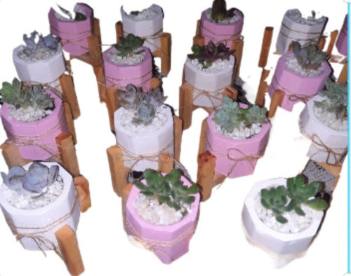 10 Plaster Plant Pots with Succulents and Nordic Stand - Events 0
