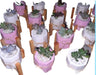 10 Plaster Plant Pots with Succulents and Nordic Stand - Events 0