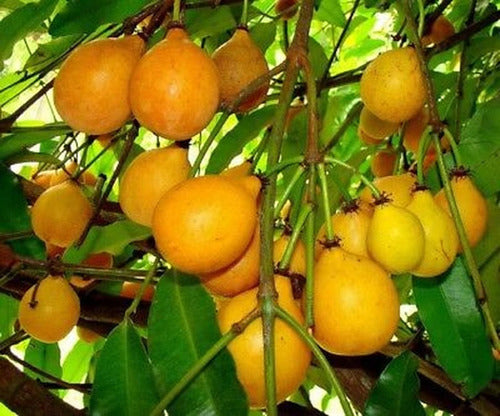 La Huertina Garden - Pacurí Plant - Native American Fruit Tree!!! 1