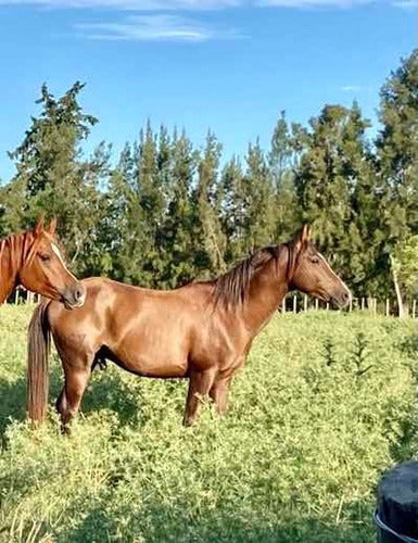 Yaguas Árabes Y Padrillos 1