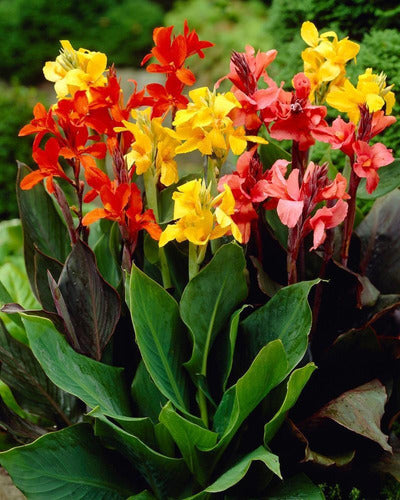 Achiras Enanas  ( Canna Dwarff) Tropicales ! 1