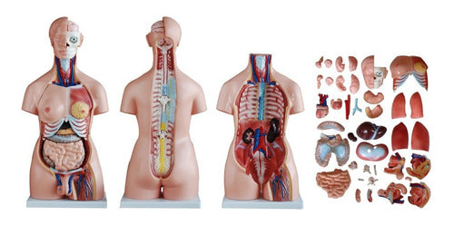 Anatomical Sexuated 40 Pieces Educational Material J3c219208 1