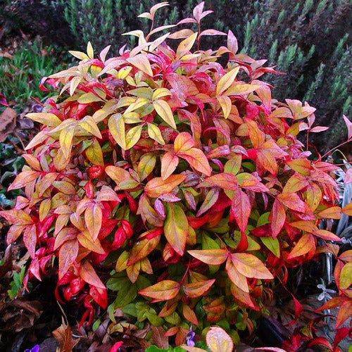 Nandina Firepower Por Mayor Y Menor 0