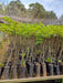 Cañafistula Plantlets X 10 Units 3