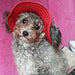 Marupet Round Edge Princess Dog Hat Visor Cap 4