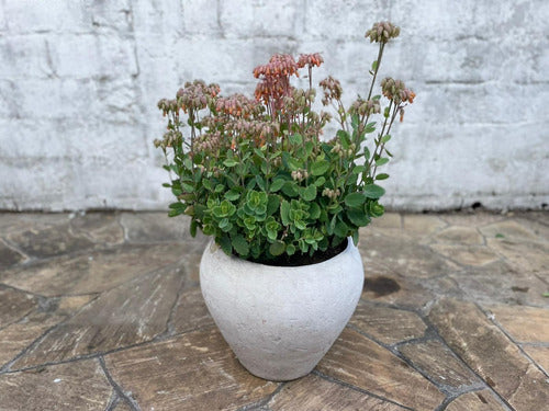 FIBROUY Bombé Fibrocement Planter with Unique Design 3