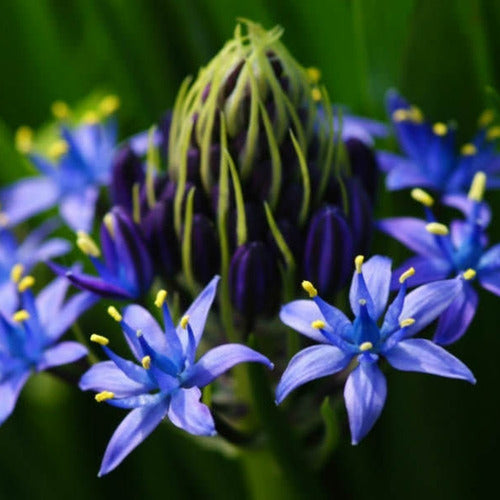 Regalos Vivos Bulbos De Scilla Peruviana Azul (Flor De La Corona) X1 Bulbo 0