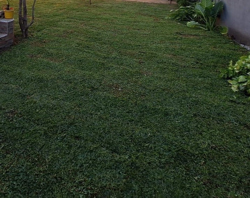 Bahia Grass for 10-20m2 4